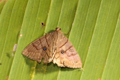 Dyomyx psectrocera