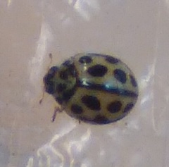 Tytthaspis sedecimpunctata