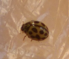 Tytthaspis sedecimpunctata