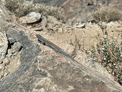 Liolaemus nigroviridis