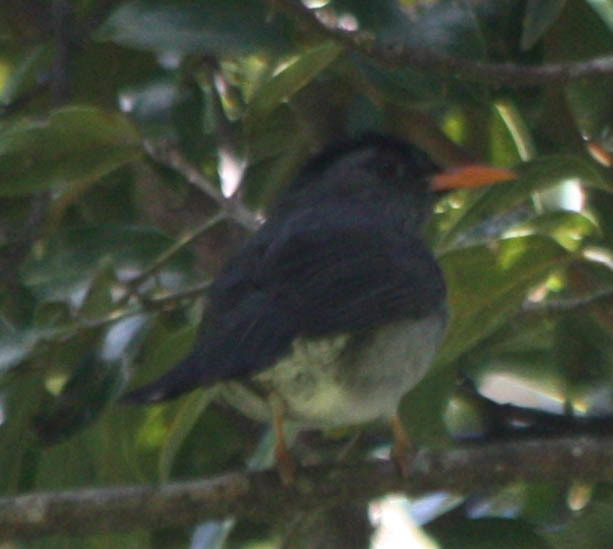 Malagasy Bulbul