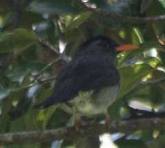 Hypsipetes madagascariensis