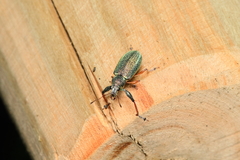 Naupactus auricinctus