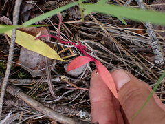 Claytonia lanceolata