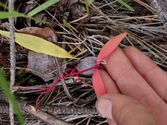 Claytonia lanceolata