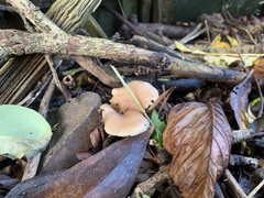 Singerocybe clitocyboides