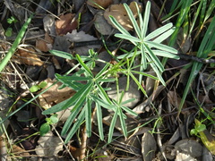 Lupinus angustifolius