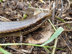 Diploglossidae