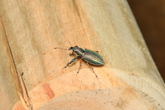 Naupactus auricinctus