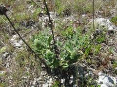 Hieracium virosum