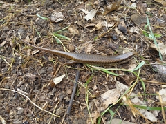 Diploglossidae
