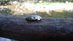 Capnodis