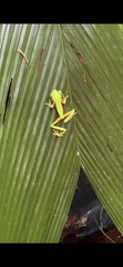 Agalychnis lemur