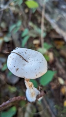 Clitocybe