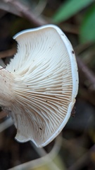 Clitocybe
