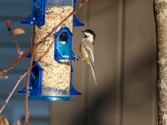 Poecile atricapillus