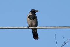 Corvus cornix × corone