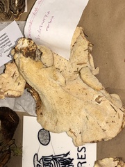 Bondarzewia occidentalis