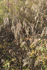 Bromus