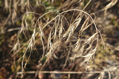 Bromus