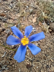 Calydorea xiphioides