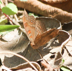 Junonia goudotii