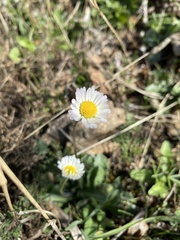 Bellis sylvestris