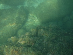 Ophioblennius steindachneri