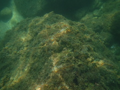 Ophioblennius steindachneri