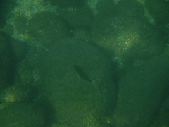 Ophioblennius steindachneri