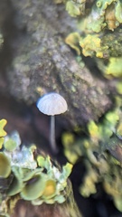 Mycena tenerrima