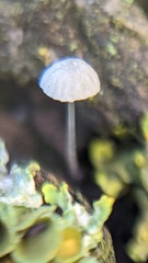 Mycena tenerrima