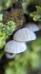 Mycena tenerrima