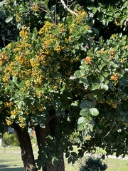 Ehretia anacua
