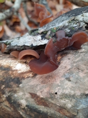 Auricularia