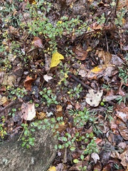 Cotoneaster divaricatus