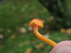 Pseudohygrocybe