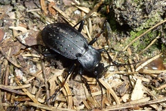 Carabus hortensis