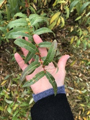 Salix lasiandra caudata