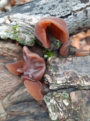 Auricularia