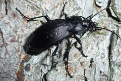 Carabus hortensis