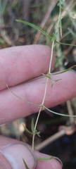 Stellaria longifolia