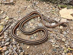 Thamnophis saurita septentrionalis