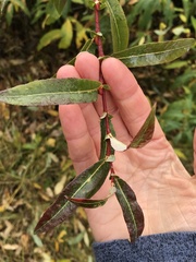 Salix lasiandra caudata