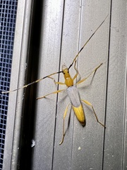 Tricheops epipphiger