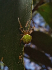 Araneus lathyrinus