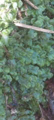 Pallavicinia lyellii