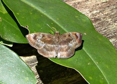 Quadrus cerialis