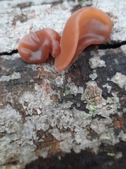 Auricularia