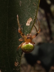 Araneus lathyrinus